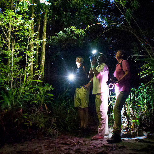 Night walks in the reserve are one of the rare privileges afforded to guests who stay at Masoala Forest Lodge.