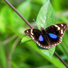 There are about 297 known butterfly species in Madagascar, of which 210 are endemic.