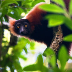 The primary rainforest is home to the gorgeous Red ruffed lemur – one of the planet’s most dazzling mammals! The Red ruffed lemur is endemic to Masoala.
