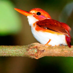 The tiny Madagascar pygmy-kingfisher is found in dense forest areas.
