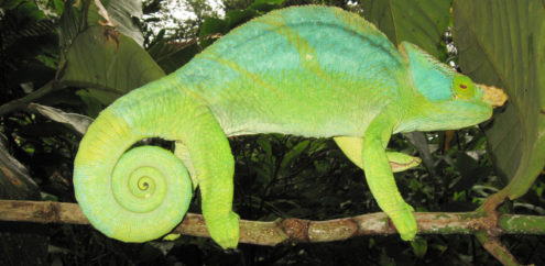 Brightly coloured Panther Chameleons are seen regularly at Masoala Forest Lodge.