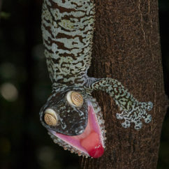 A large nocturnal gecko, by day it plasters itself to a small tree trunk and rests head down.
