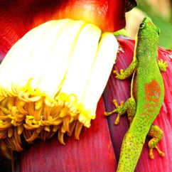 The beautiful Giant Day Gecko is relatively common and can be spotted around settled areas and even in houses. There are 25 difference species of day Geckos in Madagascar. Compared to other geckos, they are diurnal which makes them easy to spot in the Masoala Rainforest. The animals live in pairs and inhabit a specific territory. It won't be a rare occurrence if they turn up on your veranda or in the lodge in the dining house. 