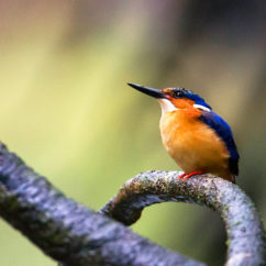 The spectacular rainforest at Masoala is one of Madagascar’s best birding spots. Sightings of the incredible Scaly and Short-legged Ground-Rollers are regular. Pictured here is a Malagasy Kingfisher. 