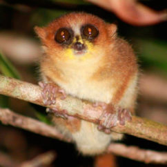 A cute mouse-lemur.
