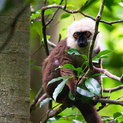 11 different types of lemurs live in the Masoala area and can be seen on our ‘Masoala Adventure’ tours. This is the white-headed lemur is arboreal and spends most of its time in the upper layers of the forest. It is only found in north-eastern Madagascar. 